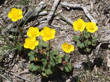 Fotografia da espécie Ranunculus nigrescens