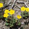 Fotografia 5 da espécie Ranunculus nigrescens do Jardim Botânico UTAD