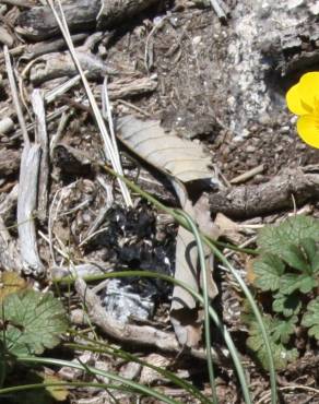 Fotografia 6 da espécie Ranunculus nigrescens no Jardim Botânico UTAD