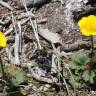 Fotografia 6 da espécie Ranunculus nigrescens do Jardim Botânico UTAD