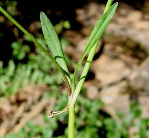 Fotografia da espécie Ranunculus flammula