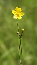 Fotografia da espécie Ranunculus flammula