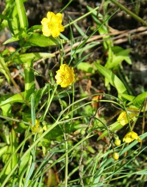 Fotografia 9 da espécie Ranunculus flammula no Jardim Botânico UTAD