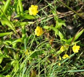 Fotografia da espécie Ranunculus flammula