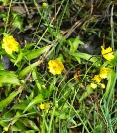 Fotografia da espécie Ranunculus flammula