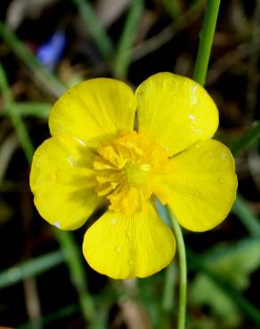 Fotografia 3 da espécie Ranunculus bupleuroides no Jardim Botânico UTAD