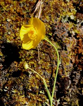 Fotografia 6 da espécie Ranunculus bupleuroides no Jardim Botânico UTAD