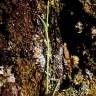 Fotografia 7 da espécie Ranunculus bupleuroides do Jardim Botânico UTAD