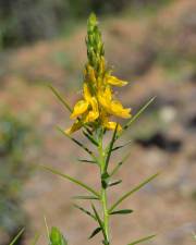 Fotografia da espécie Genista hirsuta