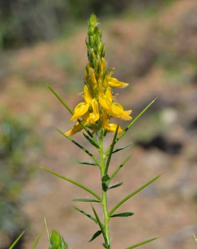 Fotografia de capa Genista hirsuta subesp. hirsuta - do Jardim Botânico