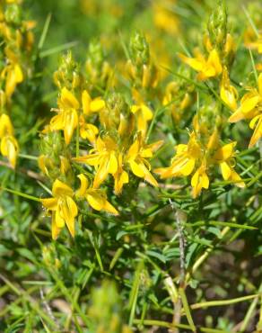 Fotografia 6 da espécie Genista hirsuta subesp. hirsuta no Jardim Botânico UTAD