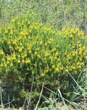 Fotografia 7 da espécie Genista hirsuta subesp. hirsuta no Jardim Botânico UTAD