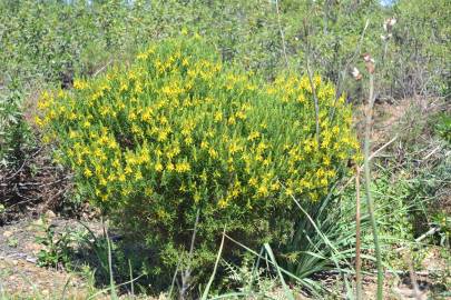 Fotografia da espécie Genista hirsuta subesp. hirsuta