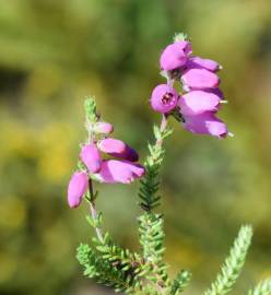 Fotografia da espécie Erica ciliaris