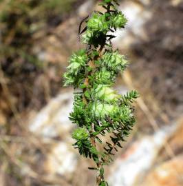 Fotografia da espécie Erica ciliaris