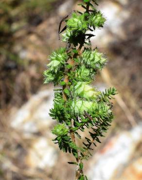 Fotografia 6 da espécie Erica ciliaris no Jardim Botânico UTAD