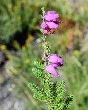 Fotografia da espécie Erica ciliaris