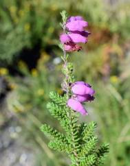 Erica ciliaris