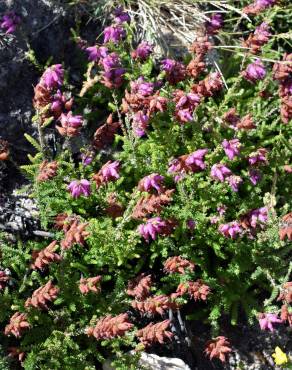 Fotografia 9 da espécie Erica ciliaris no Jardim Botânico UTAD