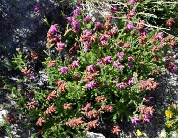 Fotografia da espécie Erica ciliaris