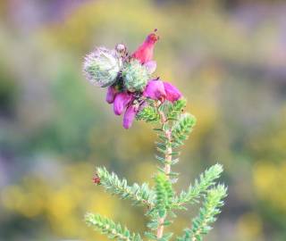 Fotografia da espécie Erica ciliaris