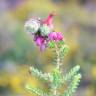 Fotografia 12 da espécie Erica ciliaris do Jardim Botânico UTAD