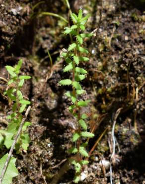 Fotografia 13 da espécie Erica ciliaris no Jardim Botânico UTAD