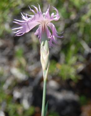 Fotografia 6 da espécie Dianthus broteri no Jardim Botânico UTAD