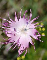 Dianthus broteri