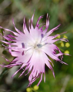 Fotografia 1 da espécie Dianthus broteri no Jardim Botânico UTAD