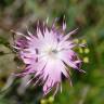 Fotografia 1 da espécie Dianthus broteri do Jardim Botânico UTAD