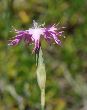 Fotografia 7 da espécie Dianthus broteri no Jardim Botânico UTAD