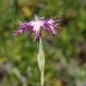 Fotografia 7 da espécie Dianthus broteri do Jardim Botânico UTAD