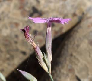 Fotografia da espécie Dianthus crassipes