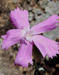 Dianthus crassipes