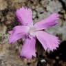 Fotografia 1 da espécie Dianthus crassipes do Jardim Botânico UTAD