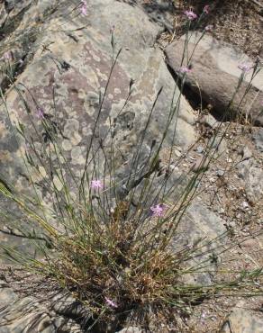 Fotografia 5 da espécie Dianthus crassipes no Jardim Botânico UTAD