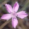 Fotografia 8 da espécie Dianthus lusitanus do Jardim Botânico UTAD