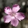 Fotografia 10 da espécie Dianthus lusitanus do Jardim Botânico UTAD