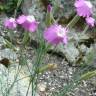 Fotografia 11 da espécie Dianthus lusitanus do Jardim Botânico UTAD