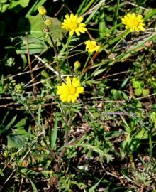 Fotografia da espécie Senecio gallicus