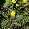 Fotografia 5 da espécie Senecio gallicus do Jardim Botânico UTAD