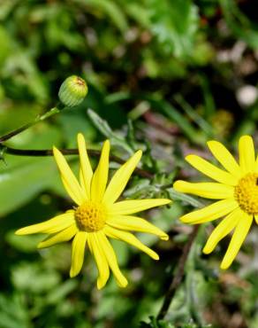 Fotografia 1 da espécie Senecio gallicus no Jardim Botânico UTAD