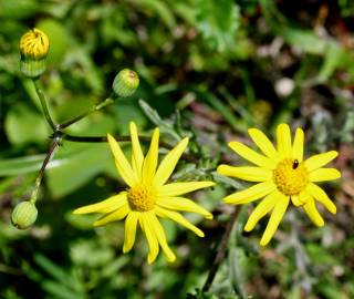 Fotografia da espécie Senecio gallicus