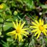 Fotografia 1 da espécie Senecio gallicus do Jardim Botânico UTAD