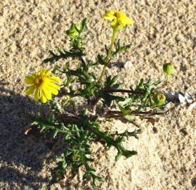 Fotografia da espécie Senecio gallicus