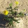 Fotografia 8 da espécie Senecio gallicus do Jardim Botânico UTAD