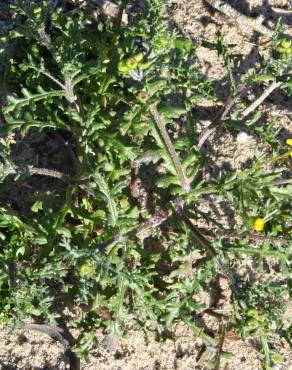 Fotografia 9 da espécie Senecio gallicus no Jardim Botânico UTAD