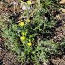 Fotografia 10 da espécie Senecio gallicus do Jardim Botânico UTAD