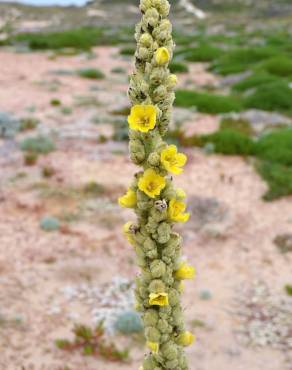 Fotografia 6 da espécie Verbascum litigiosum no Jardim Botânico UTAD